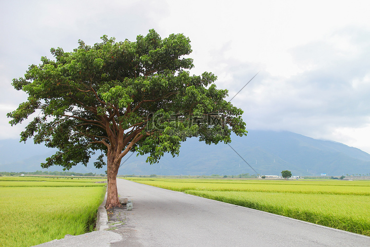 乡村道路与树