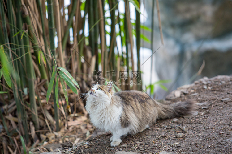 猫咪猫可爱长毛狸花猫