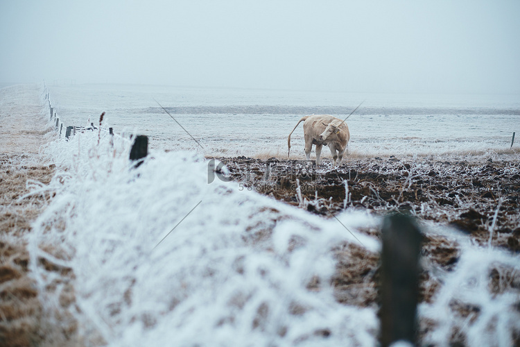 牛在冬季牧场