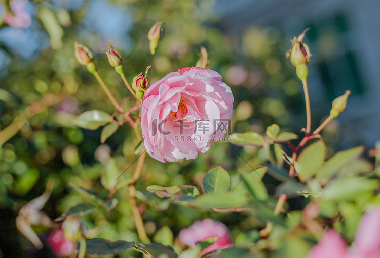 春天阳光下的月季花