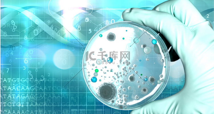 在科学家手中微生物学实验室测试