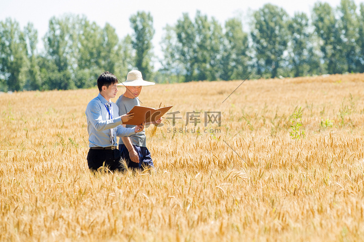 科研人员和农民在麦田里交流技术