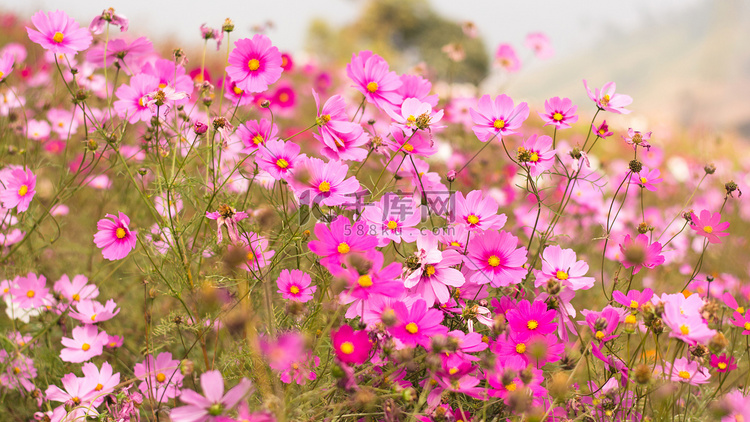 美丽的粉红色花朵