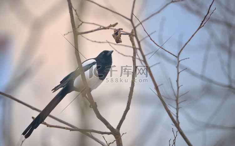 冬天树枝上的喜鹊鸟