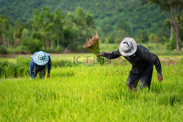 农民们正在稻田里种植水稻。农民