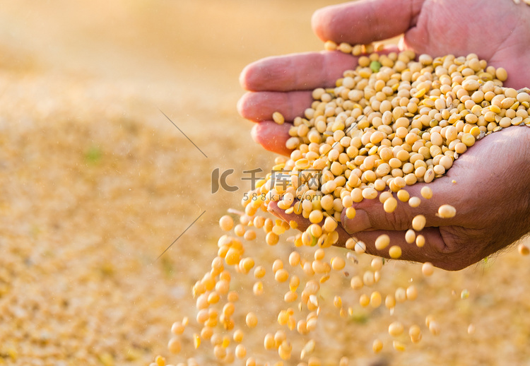 黄豆豆种子的农民手中