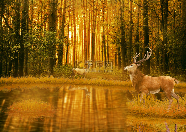 秋天鹿雄鹿在夏天夕阳光站在树林
