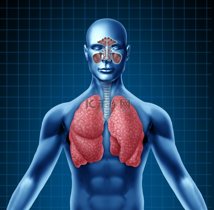 人类窦和呼吸道系统