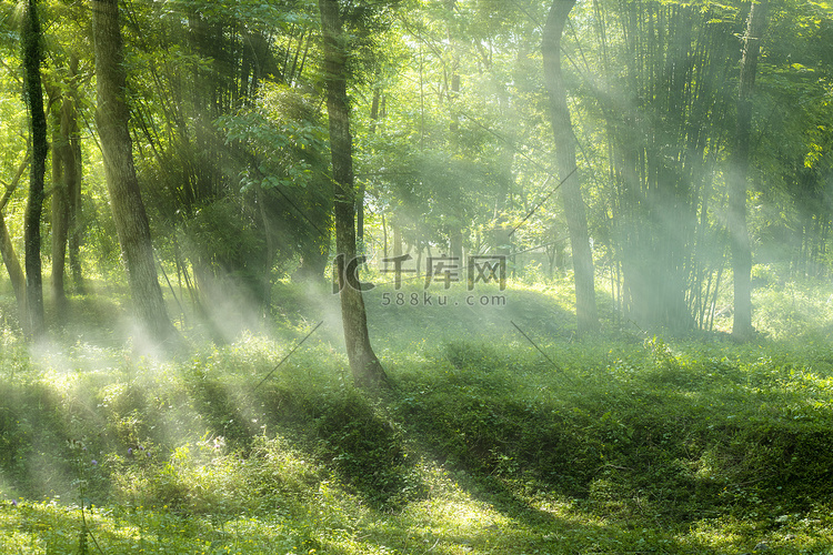 树林里的丁达尔效应摄影图配图森
