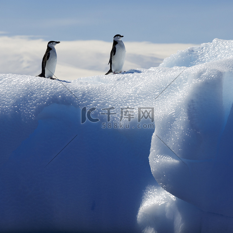 冰川和冰山在南极洲的企鹅