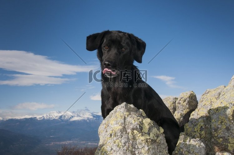 山顶上的拉布拉多犬肖像