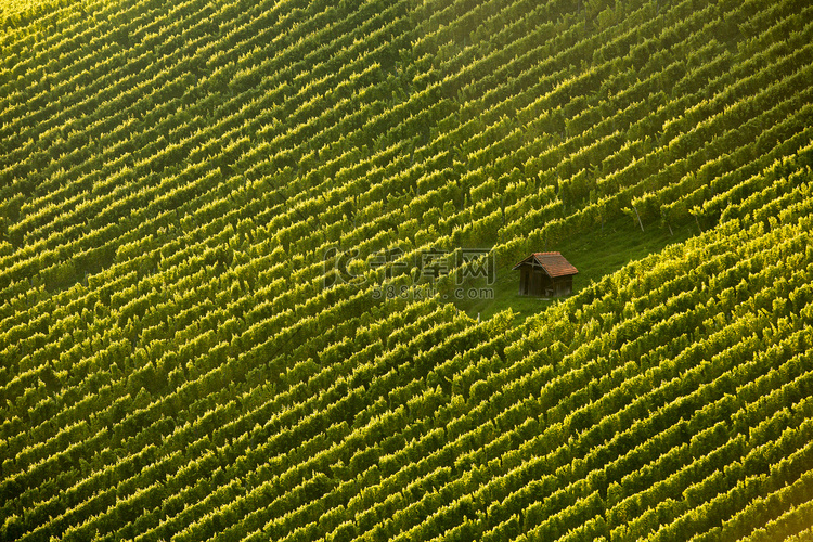 在葡萄树行 Wineyard 小屋