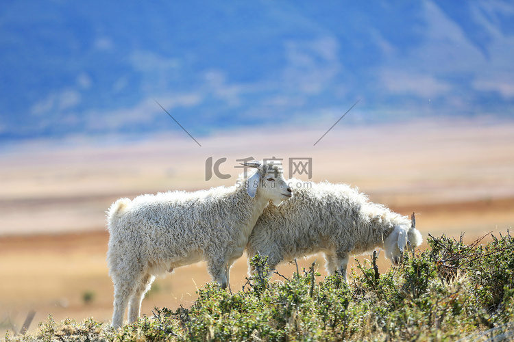 在巴塔哥尼亚草原放牧山羊