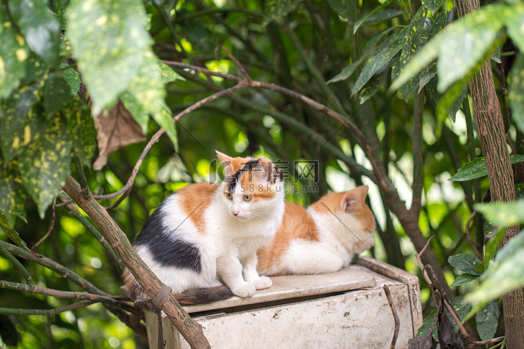 三花猫猫咪狸花猫野猫可爱