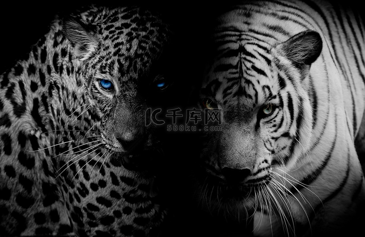 蓝眼睛的黑与白豹 & 老虎隔离