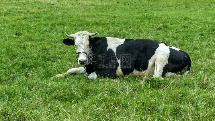 夏季牧场青草奶牛上午奶牛夏季素