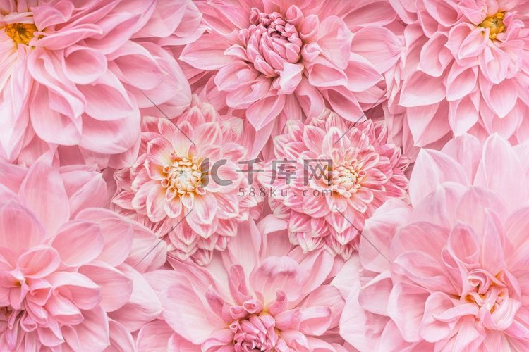 柔和的桃红色花背景，顶视图，母