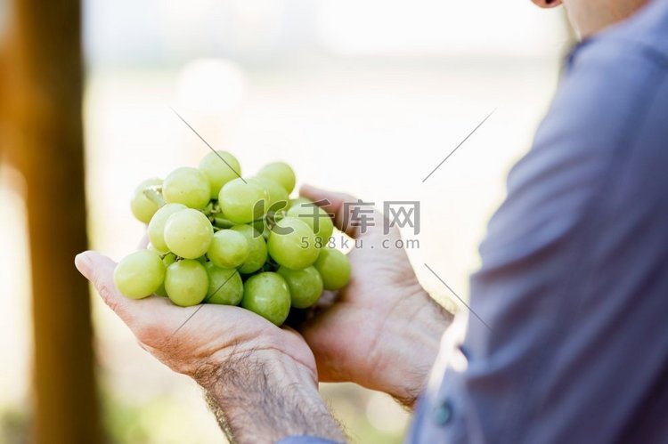 一名男子在葡萄园里拿着葡萄。葡