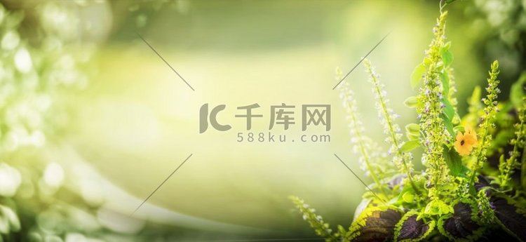 绿色自然背景，花园植物和波克照