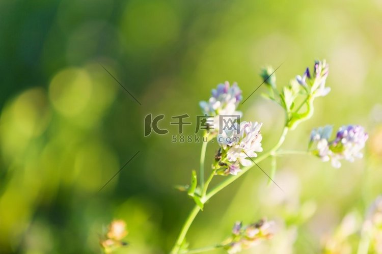 田野里的花新鲜和草花在绿色的夏