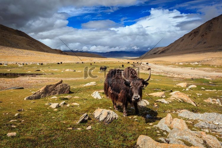 在喜马拉雅山吃草的牦牛。印度查