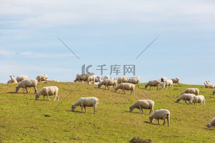 绵羊在绿色的高山草甸，农村场景