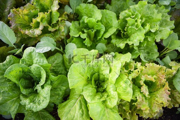 新鲜蔬菜生菜叶在花园食品有机蔬
