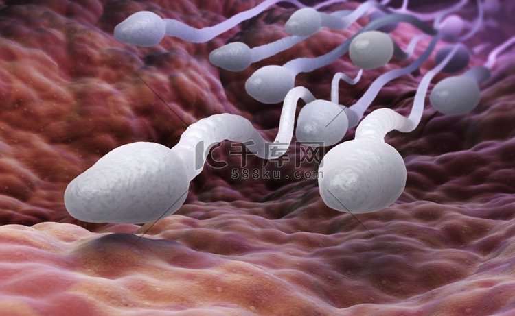 男性精子细胞。男性精子细胞。3