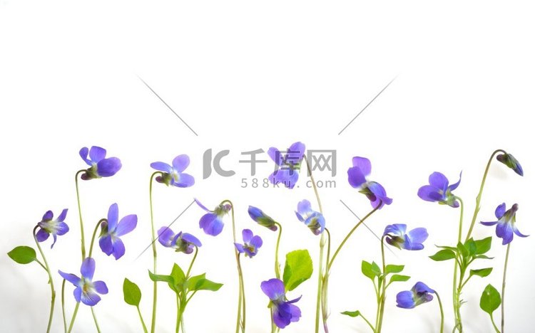 白色背景上的紫罗兰花朵