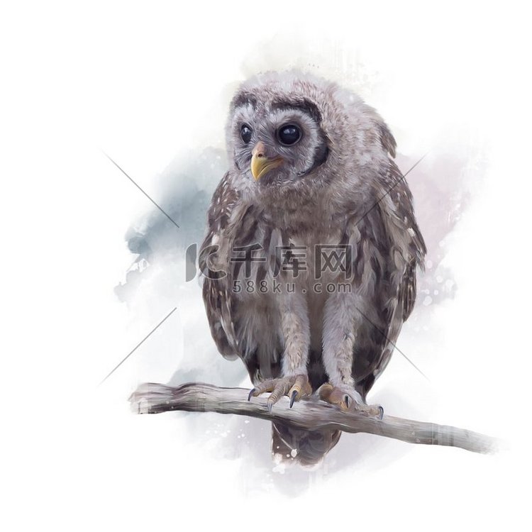 年轻的Barred Owl栖息