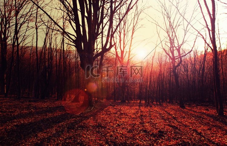 秋天五彩缤纷的阳光森林，晴朗的