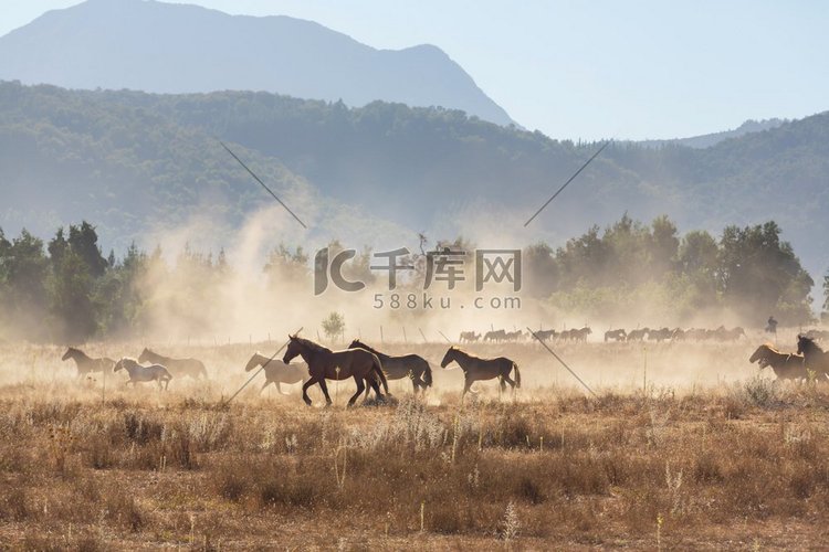 南美洲智利的牧群在牧场上奔跑