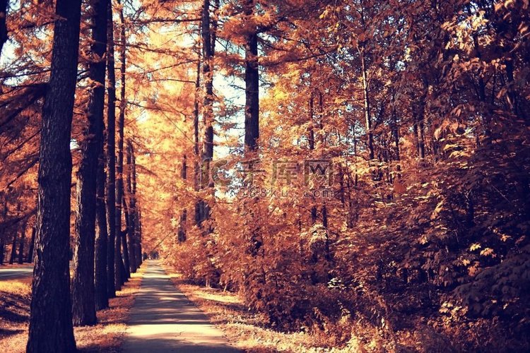 秋天的公园景观，有黄叶的树木