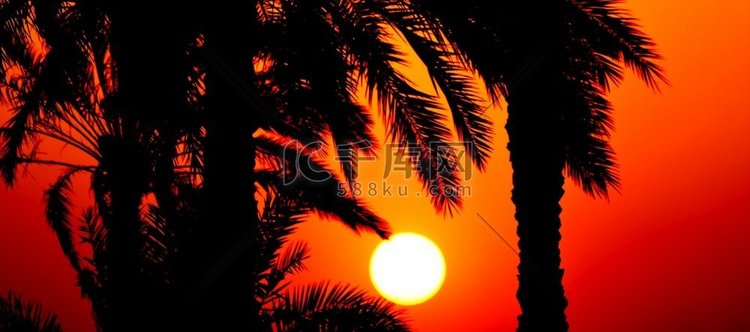日落或上升通过热带棕榈树在日落