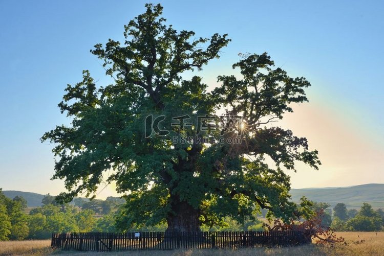 据估计，罗马尼亚最古老的橡树在
