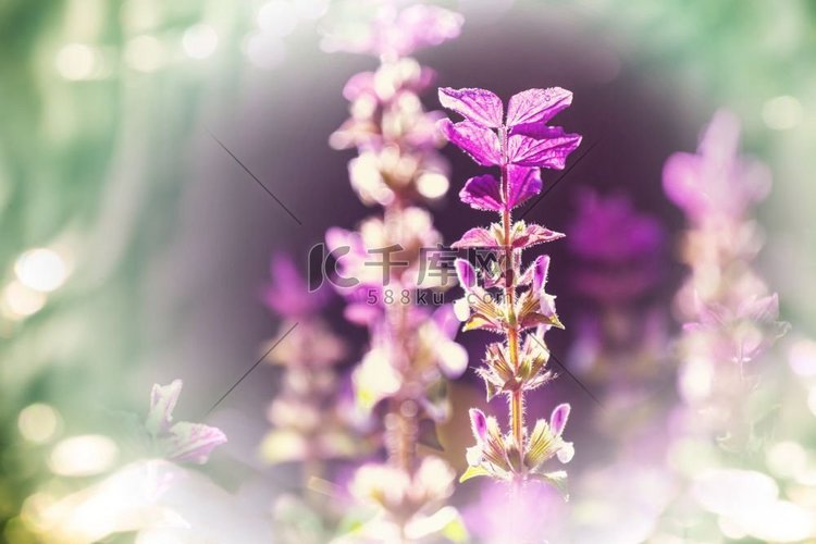 美丽花朵的特写镜头。适合花卉背