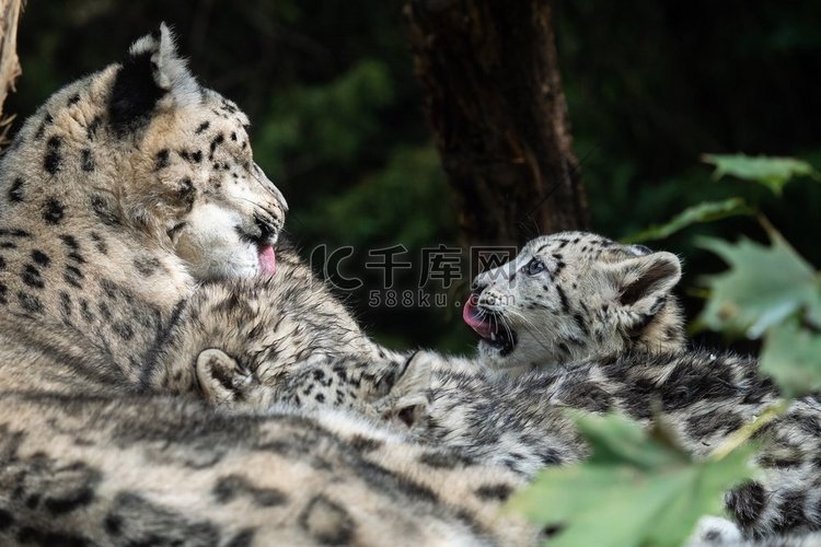 雪豹妈妈和幼崽。（Panthera uncia）