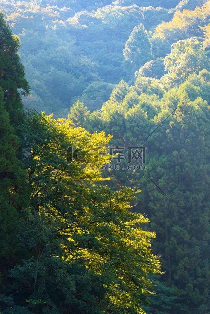 日本落叶林，天然图片，用于背景