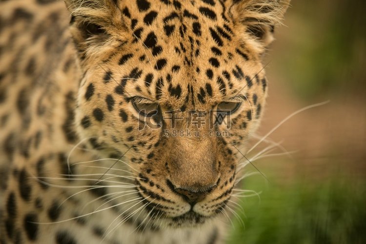 美丽的近摄图片的美洲豹黑豹翁卡