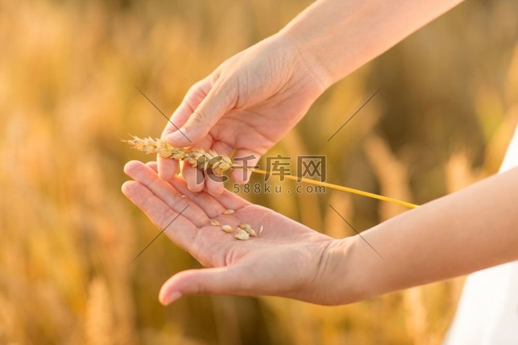  田地，手，小麦，谷物