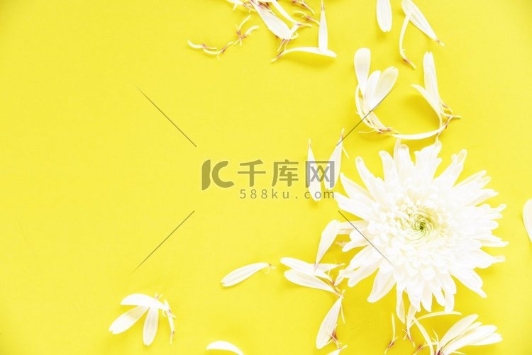 白色菊花在黄色背景，顶视图 