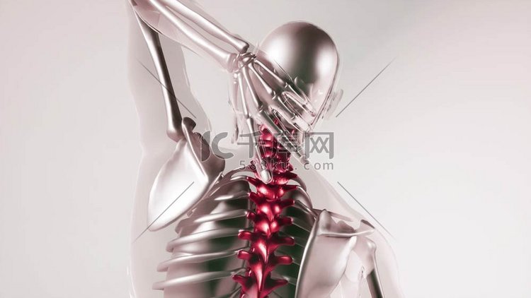 人体脊柱、骨骼和器官的医学模型