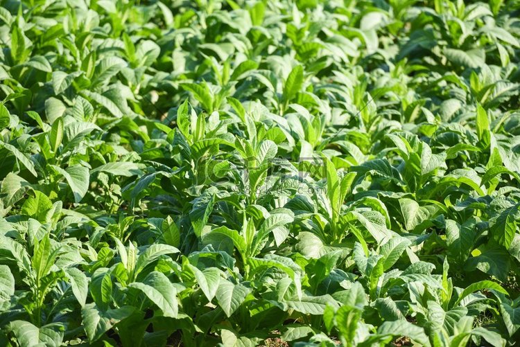 烟草叶植物生长在农场农业在亚洲