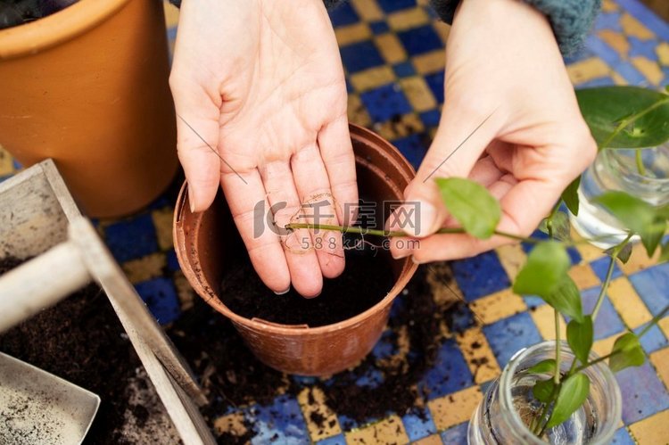 关闭妇女种植室内植物切割成堆肥