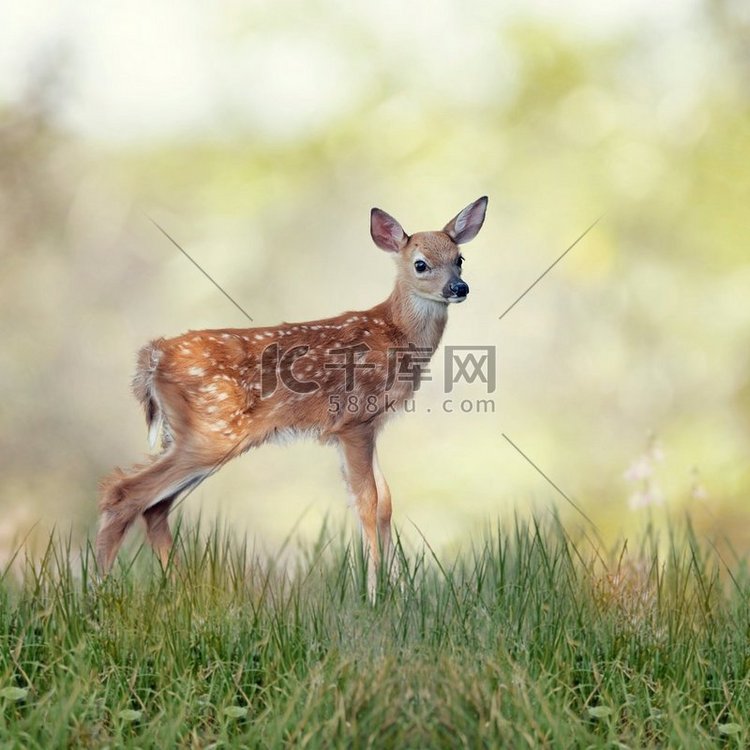 草中的白尾鹿小鹿。白尾鹿