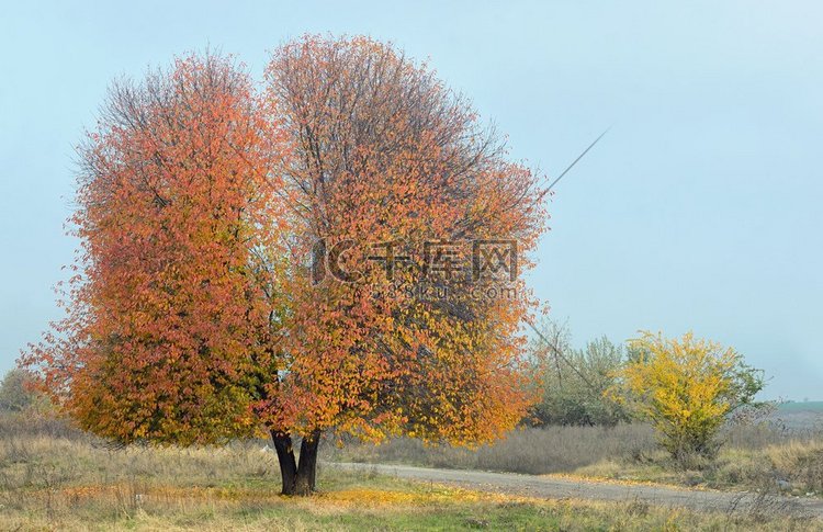 孤独的秋天樱花树
