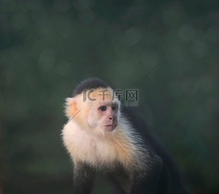 白色喉卷尾猴反对黑暗背景