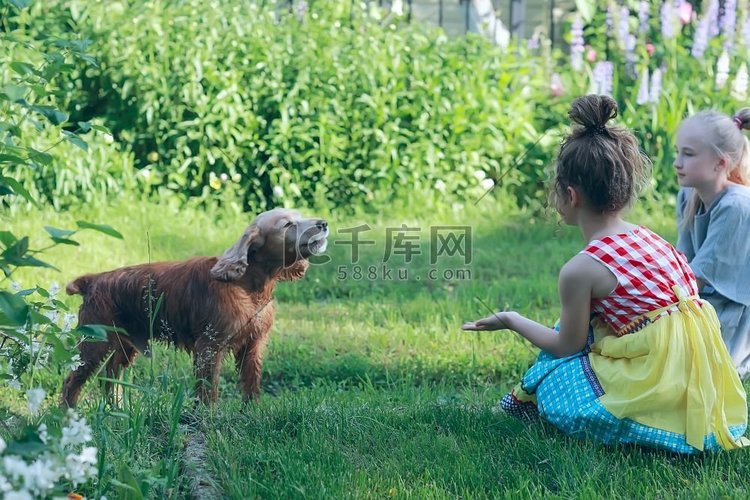 儿童与狗玩耍/女孩抚摸狗、猎犬