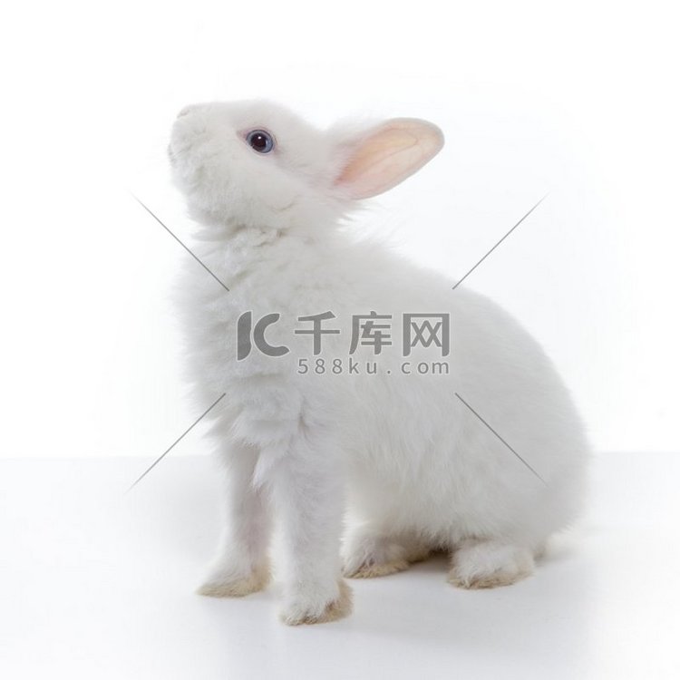 白色背景下隔离的大白兔