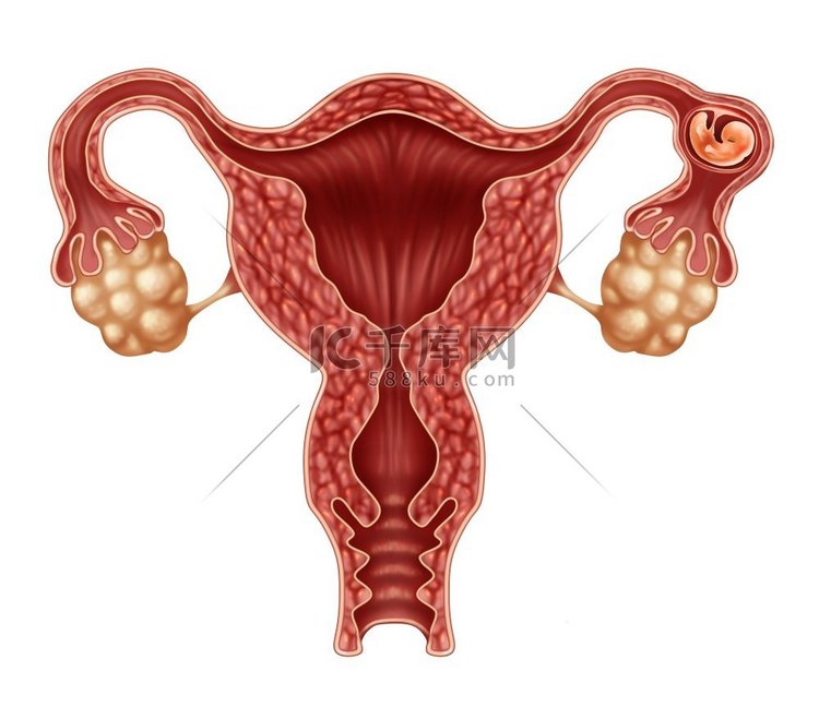 妊娠、输卵管、妊娠、子宫